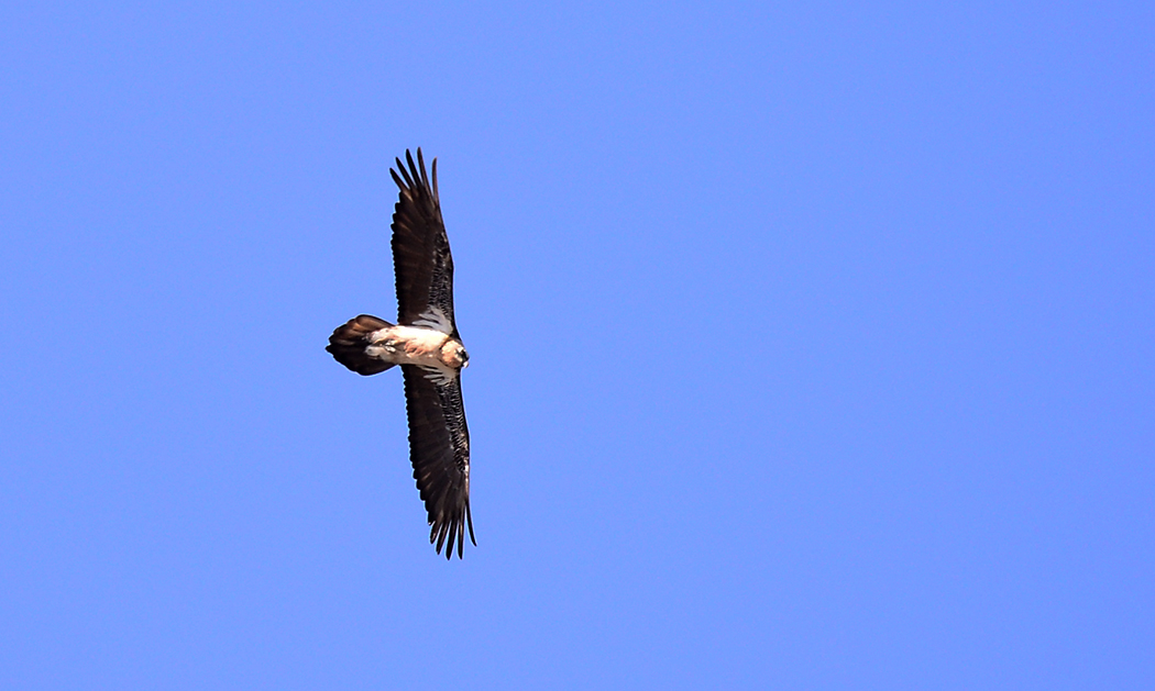 Bearded Vulture